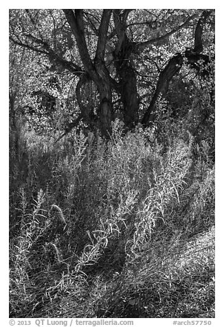 Grasses and trees in autumn, Courthouse Wash. Arches National Park (black and white)