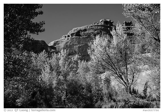 Cottonwood trees in autumn framing cliffs, Courthouse Wash. Arches National Park (black and white)
