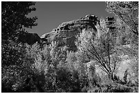 Cottonwood trees in autumn framing cliffs, Courthouse Wash. Arches National Park, Utah, USA. (black and white)