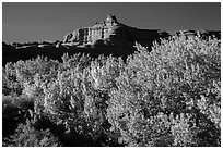 Cottonwood trees in fall foliage below red rock cliffs, Courthouse Wash. Arches National Park, Utah, USA. (black and white)