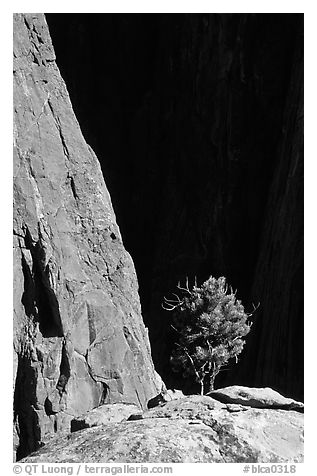 Tree on rim near Exclamation Point. Black Canyon of the Gunnison National Park (black and white)