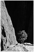 Tree on rim near exclamation point. Black Canyon of the Gunnison National Park, Colorado, USA. (black and white)