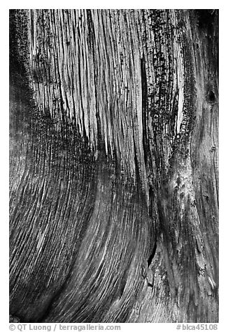 Juniper trunk close-up. Black Canyon of the Gunnison National Park (black and white)