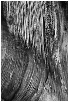 Juniper trunk close-up. Black Canyon of the Gunnison National Park ( black and white)