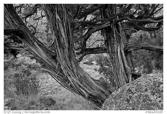 Juniper trees. Black Canyon of the Gunnison National Park, Colorado, USA.