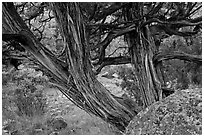 Juniper trees. Black Canyon of the Gunnison National Park, Colorado, USA. (black and white)