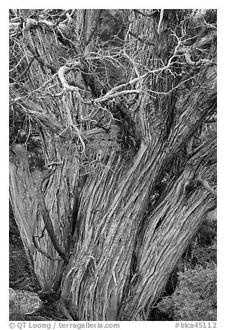Textured juniper tree. Black Canyon of the Gunnison National Park (black and white)