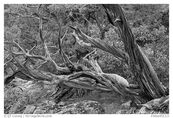 Twisted juniper trees. Black Canyon of the Gunnison National Park (black and white)