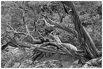 Twisted juniper trees. Black Canyon of the Gunnison National Park, Colorado, USA. (black and white)