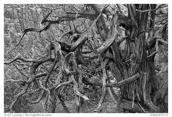 Twisted branches and tree. Black Canyon of the Gunnison National Park (black and white)