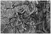 Twisted branches and tree. Black Canyon of the Gunnison National Park, Colorado, USA. (black and white)