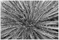 Sotol close-up. Black Canyon of the Gunnison National Park, Colorado, USA. (black and white)