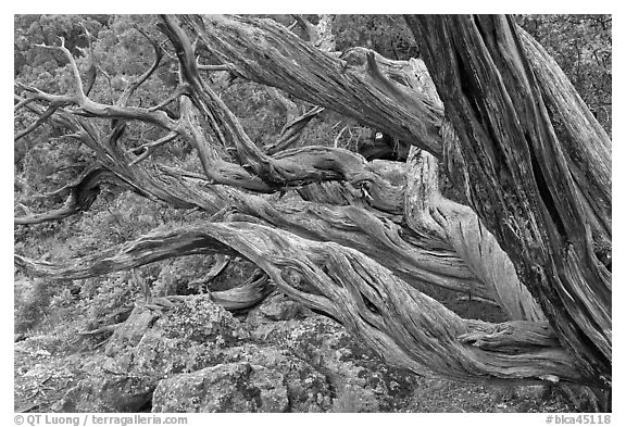 Twisted tree trunks. Black Canyon of the Gunnison National Park (black and white)