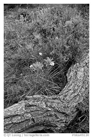 Fallen log and indian paintbrush. Black Canyon of the Gunnison National Park (black and white)