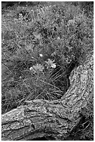 Fallen log and indian paintbrush. Black Canyon of the Gunnison National Park, Colorado, USA. (black and white)