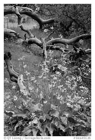 Flowers and fallen branches, High Point. Black Canyon of the Gunnison National Park (black and white)