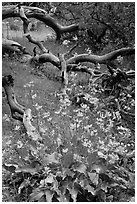 Flowers and fallen branches, High Point. Black Canyon of the Gunnison National Park ( black and white)