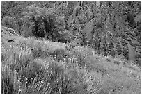Grasses and canyon walls, East Portal. Black Canyon of the Gunnison National Park ( black and white)