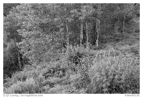 Lupine and aspen trees. Black Canyon of the Gunnison National Park (black and white)