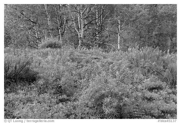 Spring flowers and forest. Black Canyon of the Gunnison National Park (black and white)