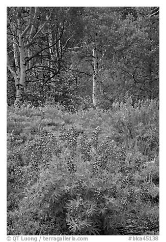 Lupine and aspens in the spring. Black Canyon of the Gunnison National Park (black and white)