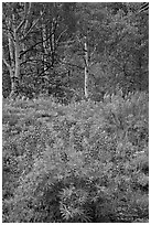 Lupine and aspens in the spring. Black Canyon of the Gunnison National Park ( black and white)
