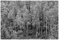 Aspens with spring new leaves. Black Canyon of the Gunnison National Park ( black and white)