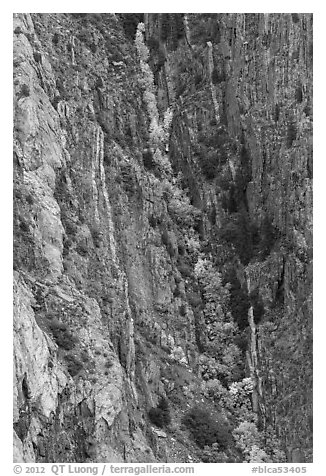 Trees in autumn color in steep gully. Black Canyon of the Gunnison National Park (black and white)