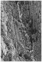 Trees in autumn color in steep gully. Black Canyon of the Gunnison National Park ( black and white)