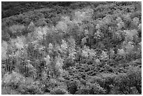 Aspen on hills in autumn, East Portal. Black Canyon of the Gunnison National Park ( black and white)