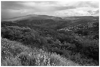 Rolling hills and storm in autumn. Black Canyon of the Gunnison National Park, Colorado, USA. (black and white)