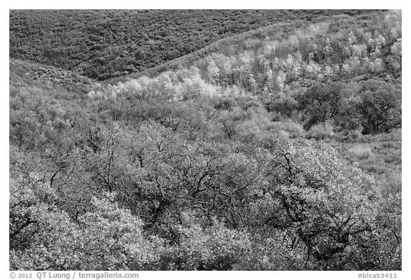 Hills with trees in autumn color. Black Canyon of the Gunnison National Park (black and white)