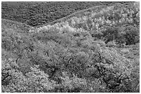 Hills with trees in autumn color. Black Canyon of the Gunnison National Park ( black and white)