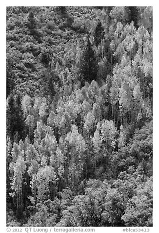 Yellow aspen on steep slope. Black Canyon of the Gunnison National Park (black and white)