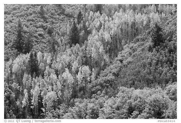 Slope with aspen in fall foliage. Black Canyon of the Gunnison National Park (black and white)
