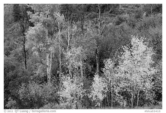 Trees in fall foliage, East Portal. Black Canyon of the Gunnison National Park (black and white)
