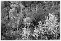 Trees in fall foliage, East Portal. Black Canyon of the Gunnison National Park, Colorado, USA. (black and white)