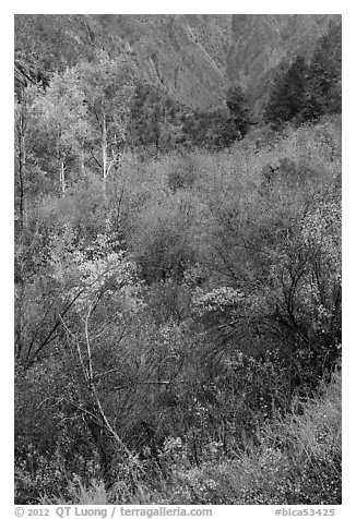 Shrubs and trees in autumn color. Black Canyon of the Gunnison National Park (black and white)
