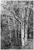 Aspen in fall. Black Canyon of the Gunnison National Park ( black and white)