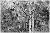 Aspen in autumn. Black Canyon of the Gunnison National Park ( black and white)