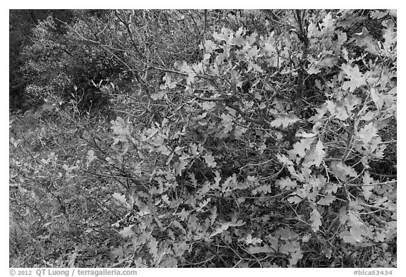 Gambel Oak thicket in the fall. Black Canyon of the Gunnison National Park (black and white)