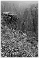 Scrub Oak on south rim in rain. Black Canyon of the Gunnison National Park ( black and white)