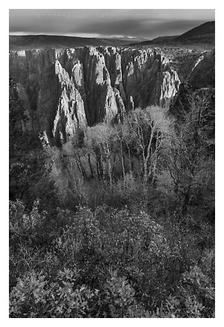 Gambel Oak, aspen and canyon in autumn. Black Canyon of the Gunnison National Park (black and white)
