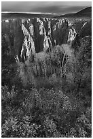 Gambel Oak, aspen and canyon in autumn. Black Canyon of the Gunnison National Park ( black and white)
