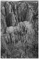 Gambel Oak and aspen trees in autum with canyon walls. Black Canyon of the Gunnison National Park ( black and white)