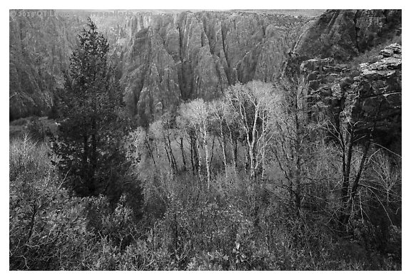 Fall foliage color and canyon walls. Black Canyon of the Gunnison National Park (black and white)