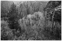 Fall foliage color and canyon walls. Black Canyon of the Gunnison National Park ( black and white)