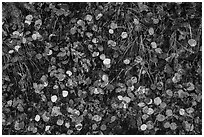 Close up of fallen aspen leaves. Black Canyon of the Gunnison National Park ( black and white)