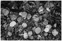 Close up of fallen aspen leaves with snow. Black Canyon of the Gunnison National Park ( black and white)