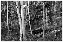 Cliff and aspen in autumn. Black Canyon of the Gunnison National Park ( black and white)